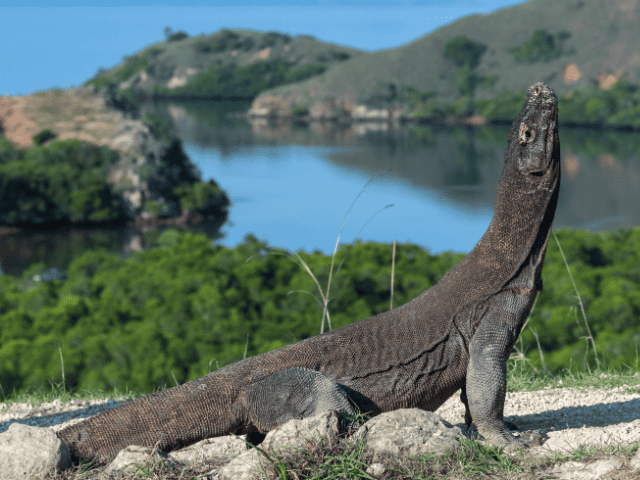 Komodo Dragon - one of the best thing to do in Komodo National Park