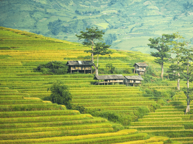 Sapa rice terraces