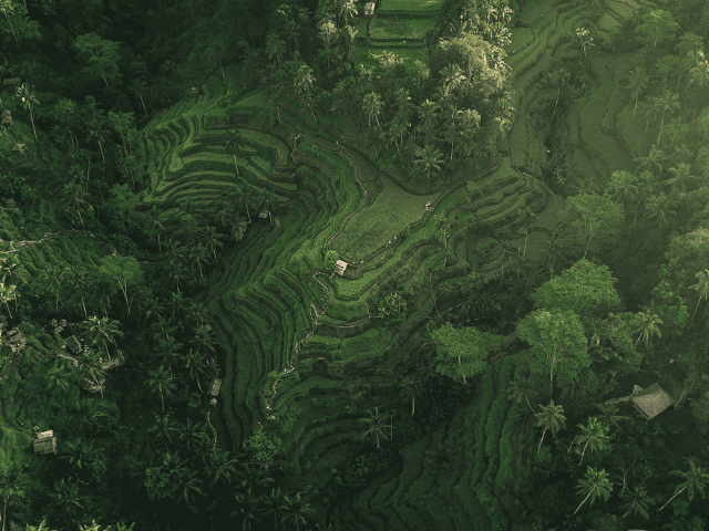 ceking rice terraces 