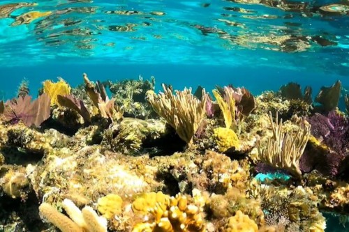 Andros Barrier Reef
