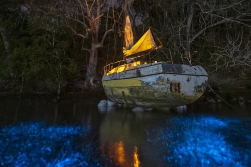 Bioluminescent Tours in Costa Rica - one of the best things to do at night in Costa Rica