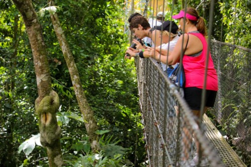 Hanging Bridges in Costa Rica