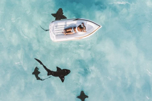 Swim with Sharks at Compass Cay