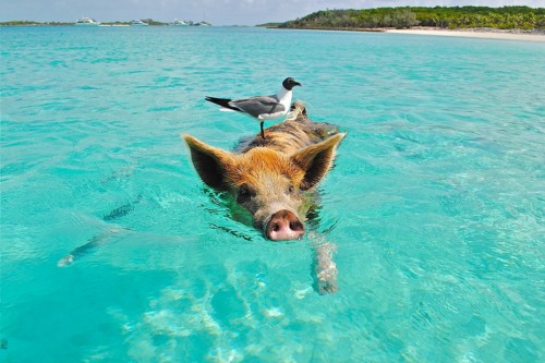 Swimming pig Bahamas