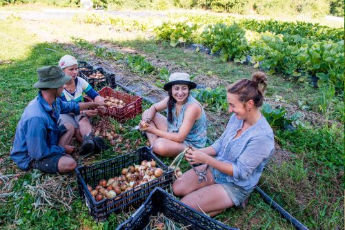 A picture of a group of people working in a community garden in Canada during morning.