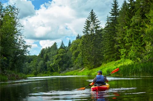 A picture of a person kayaking while surrounded by several green trees.