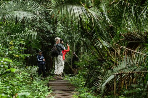 A picture of people walking on a wooden path in Kibale National Park, Uganda and taking pictures.