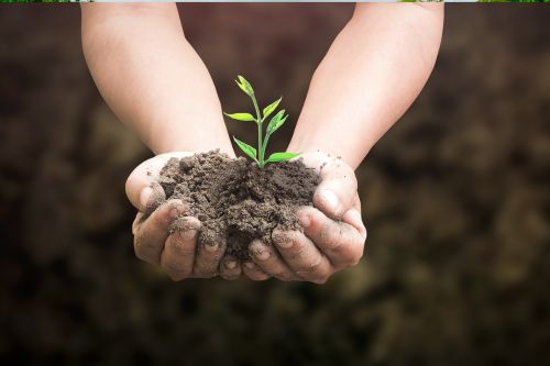 A picture of someone holding a small tree carefully to indicate protecting the environment.