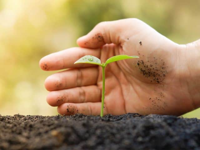 A picture of someone protecting a small green plant using their hand to indicate protecting the environment.