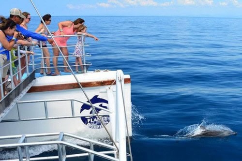 dolphin watching in Costa Rica