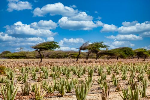 Aruba Aloe Factory Museum and Store