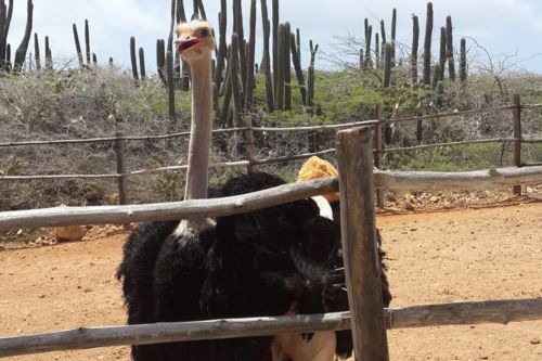 Aruba Ostrich Farm