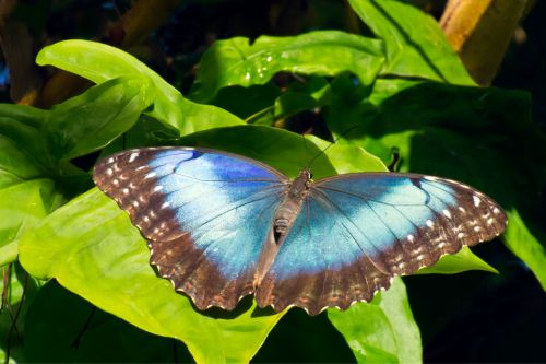 Butterfly Farm