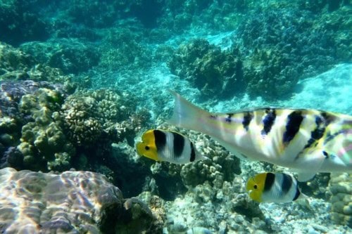 Coral Gardens Bora Bora