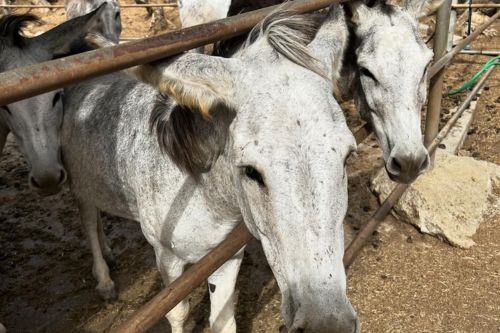 Donkey Sanctuary