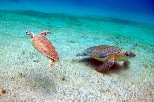 Half-Day Luxury Catamaran Turtle Snorkel And Beach