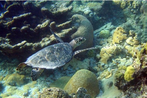 Buck Island Reef National Monument