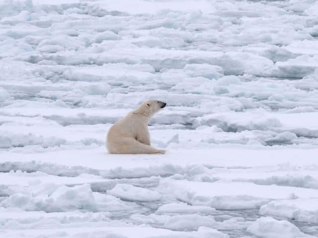 A picture of a polar bear at The Toronto Zoo in Toronto, Canada.