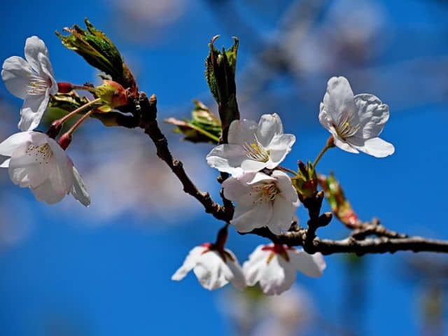 A picture of the Cherry blossoms at High Park in Toronto, Canada.