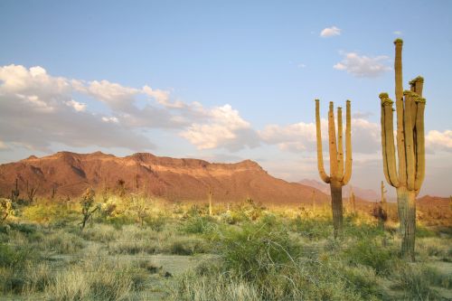 Sonoran Desert