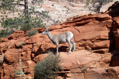 Zion wildlife