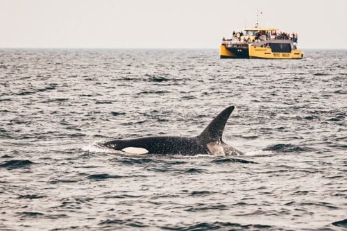 Half-Day Whale Watching Adventure 