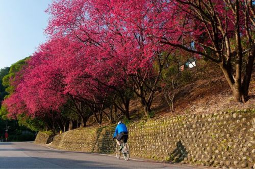 Maokong Tea & Shenkeng Stinky Tofu Private Day Tour