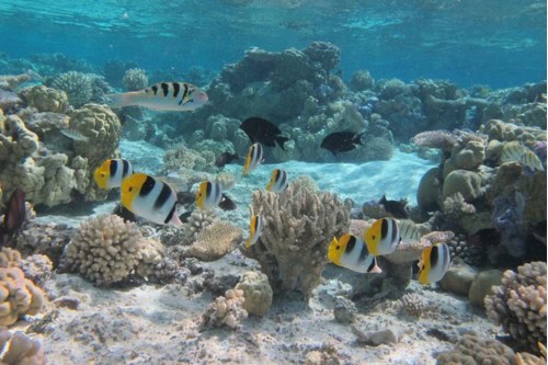 Snorkeling Tour in Bora Bora