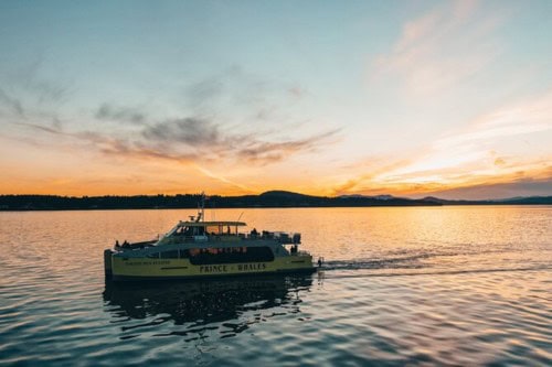 Sunset Whale Watching Adventure from Vancouver