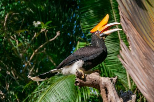 Bali Bird Park