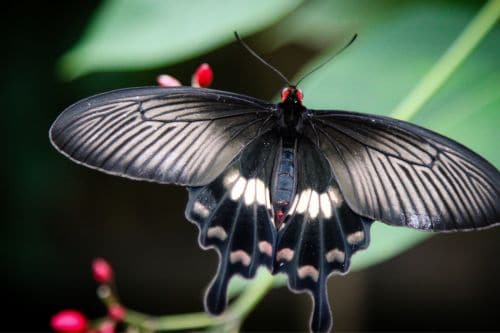 Bali Butterfly Park