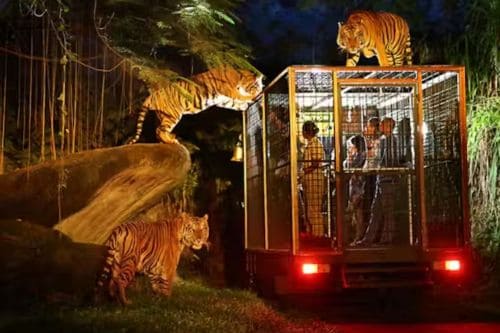 Bali Safari & Marine Park: Night Safari