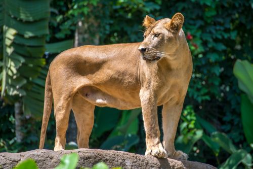 Bali Zoo