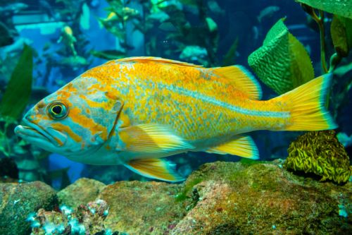 Ripley's Aquarium of Canada