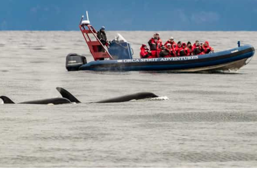 Seaplane to Victoria and Whale Watching Day Trip Vancouver