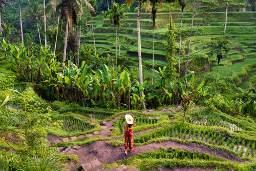 Tegalalang Rice Terrace