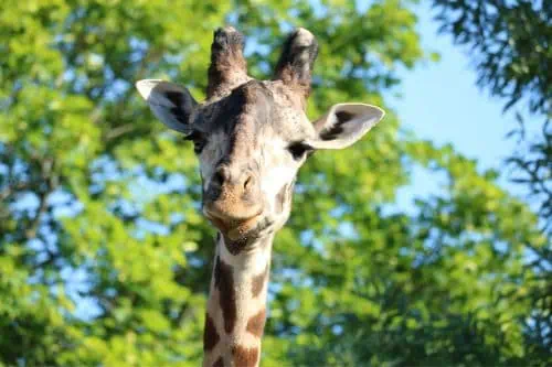 Toronto Zoo