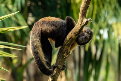 Sao Paulo Zoo