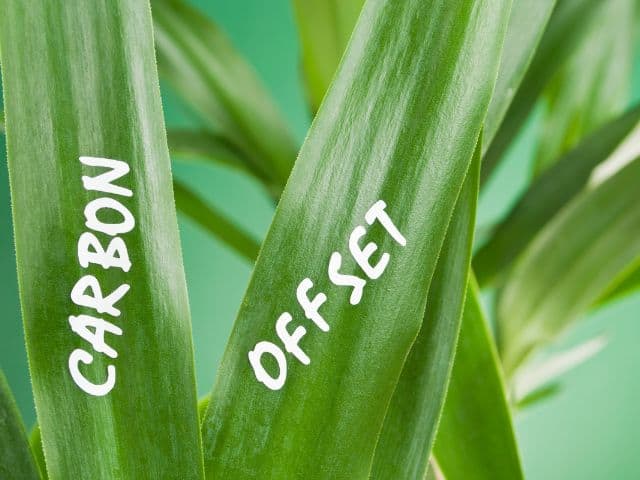 A picture of the words carbon offset written on green leaves.