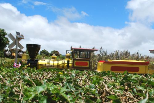 Dole Plantation