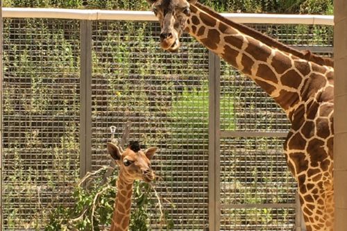 El Paso Zoo and Botanical Gardens