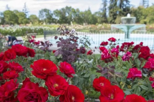 Municipal Rose Garden