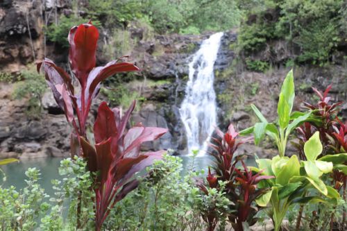 Oahu: Valley of Waimea Falls Swim & Hike with Lunch & Dole