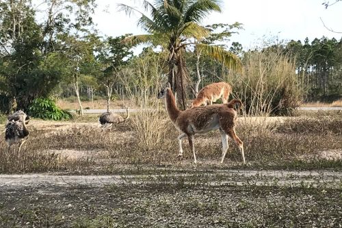 Zoo Miami