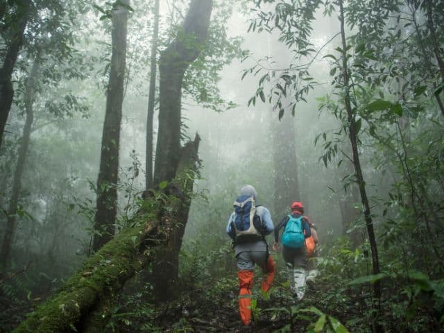 A picture of people exploring a forest.