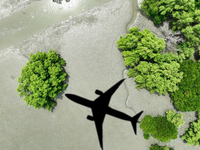 A picture of the shadow of a plane flying over a forest.