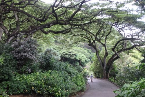 Waimea Valley