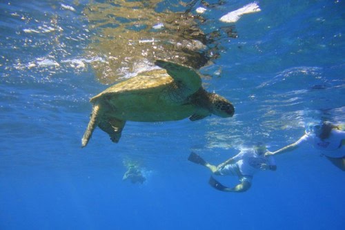 West Maui Snorkeling Experience by Boat from Ka'anapali