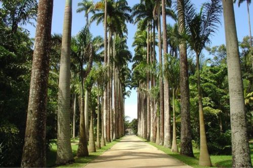 Botanic Garden and Parque Lage Guided Tour & Transfer