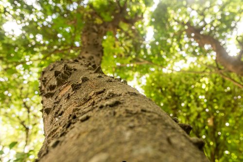 Brazilwood Trees